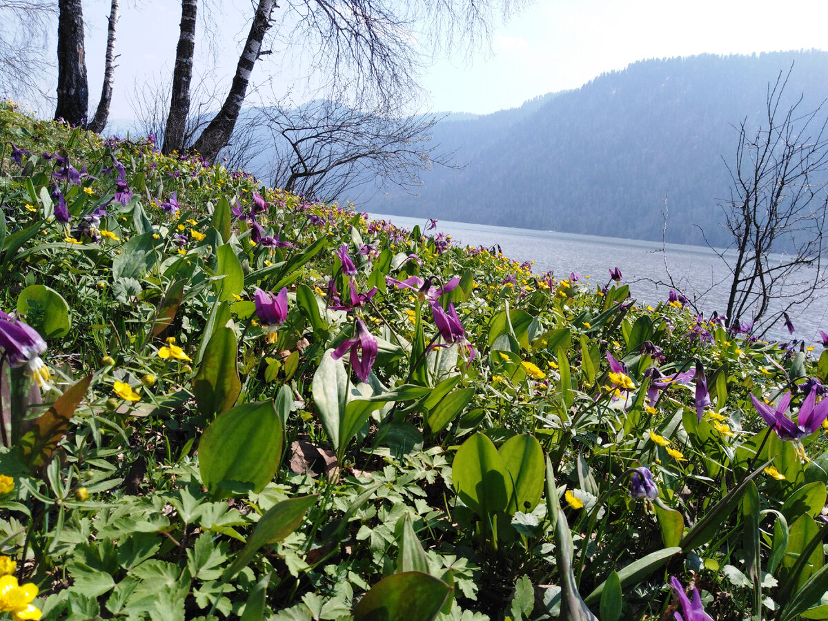 Берег Телецкого озера. Цветущая поляна. Собственное фото