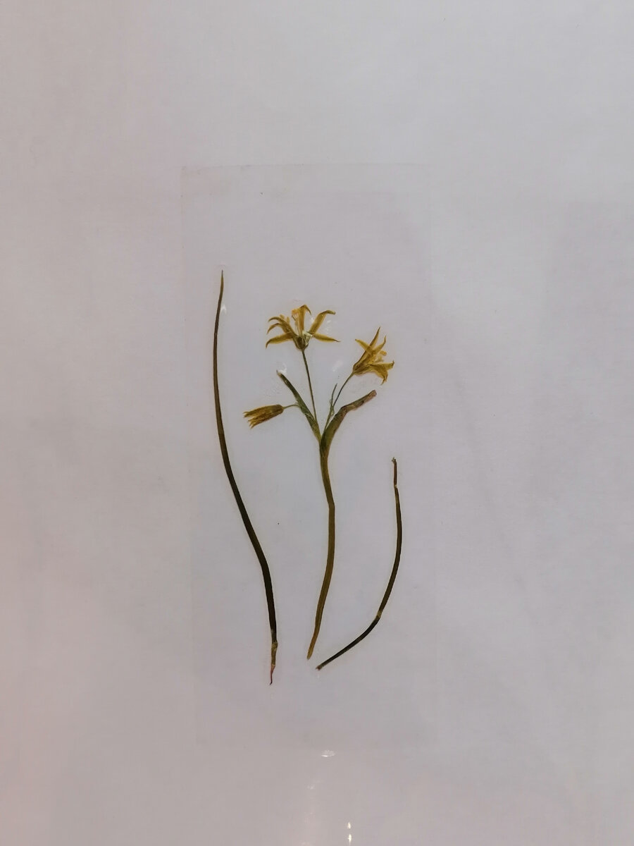 Он  же  в  моём  гербарии