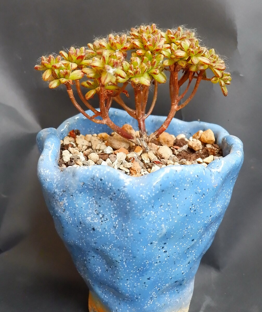 Aeonium sedifolium X simsii.(в тополином пуху, извините, на улице стоит.)