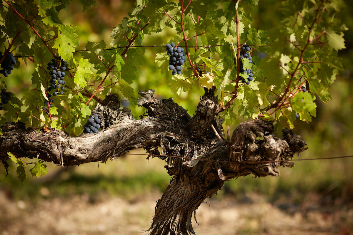 Vieilles Vignes / Старые лозы