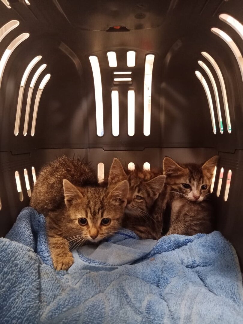 Как определить пол котенка?