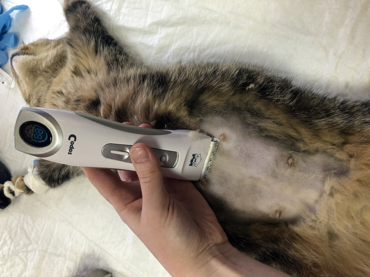 В каком возрасте стерилизуют кошечек. Кошку простерилизовали. Аппарат для стерилизации кошек.