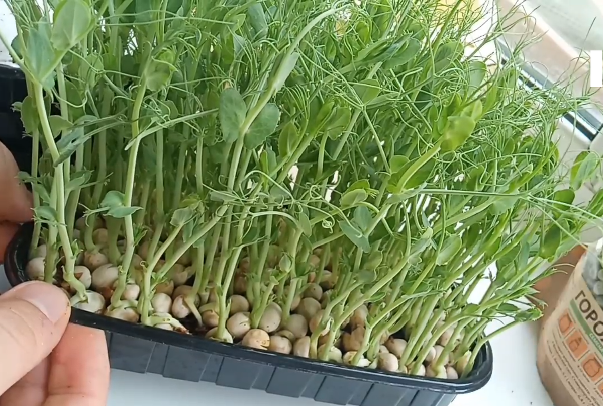 Готовая зелень через 10 дней