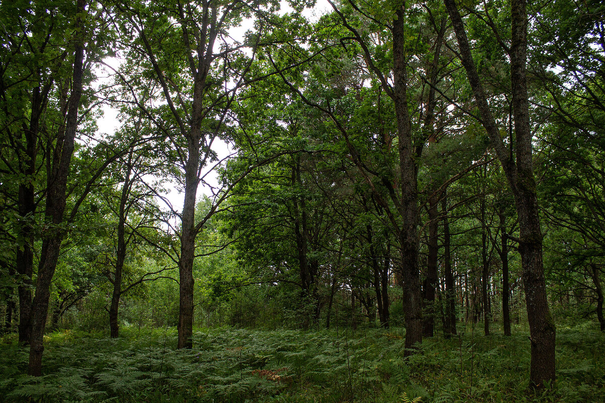 Дубовая роща у реки Вопь. Фото автора