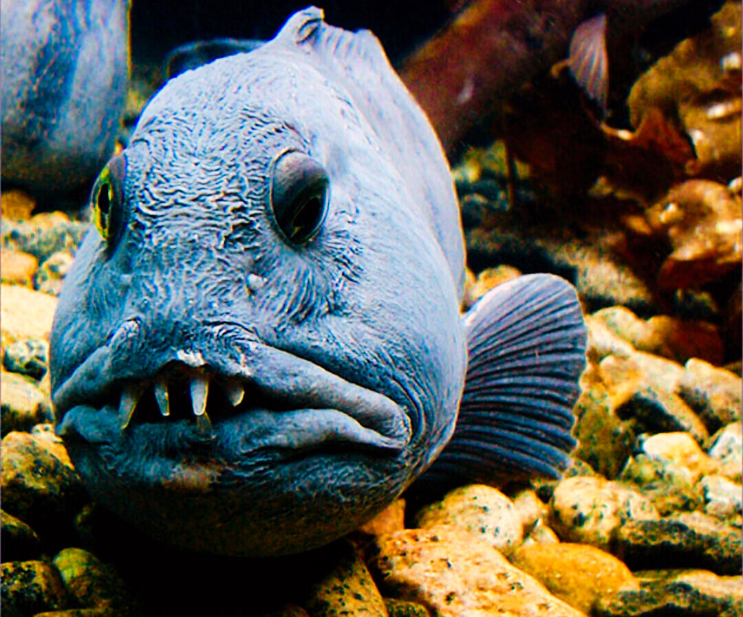 Как называется рыба которая есть людей. Зубатка синяя. Зубатка и мурена. Патагонская зубатка.