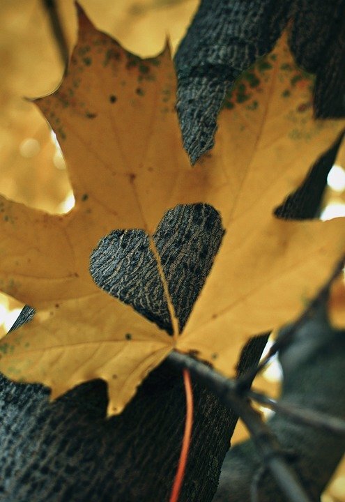 pixabay.com/