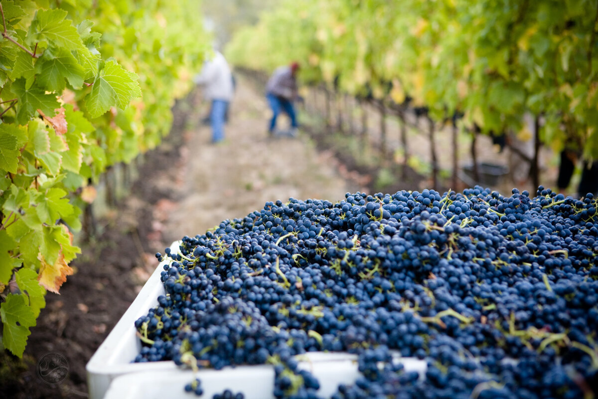 Фото: © Lasetter Winery/Unsplash