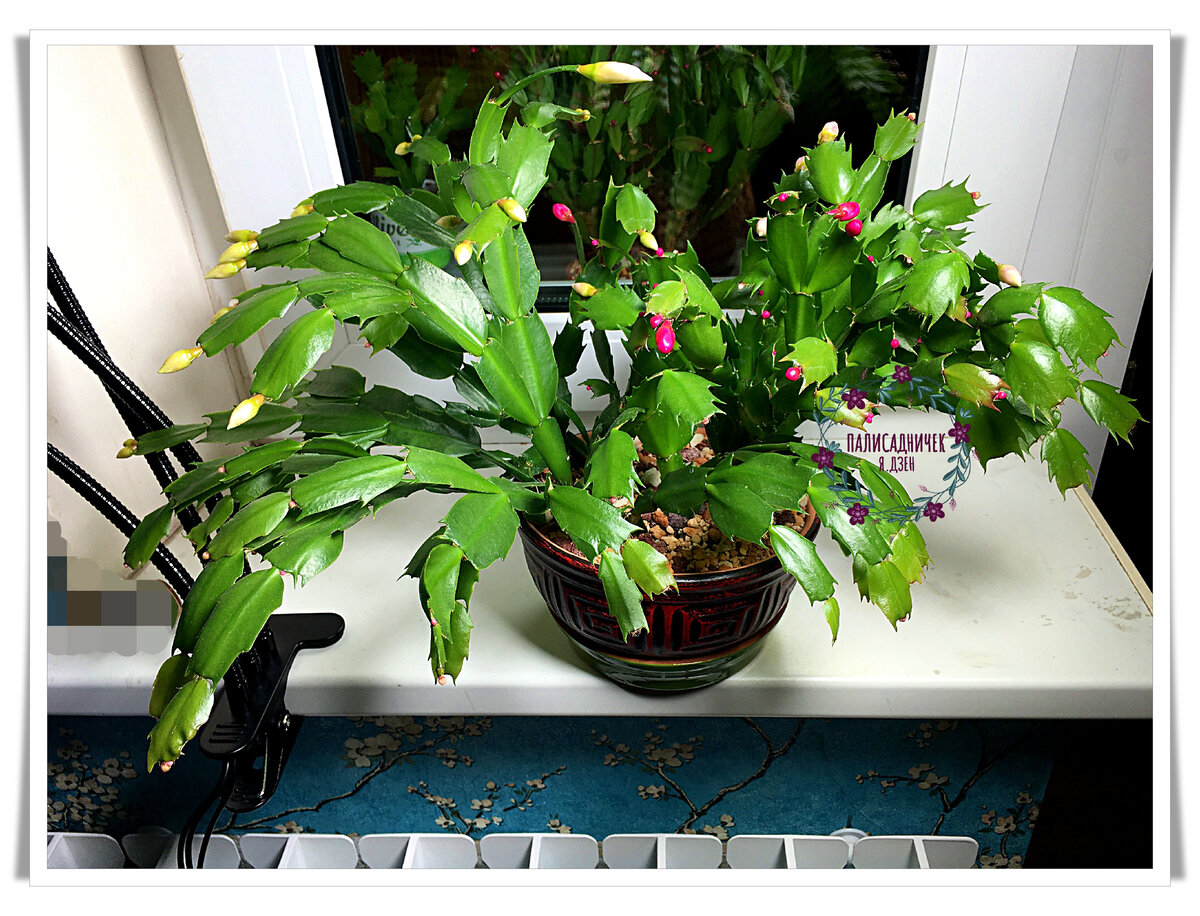 Мой Любимчик.