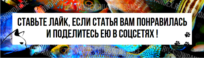 Если вы задаетесь вопросом: "Почему мой котенок кусает меня?", знайте, что кусание котят - это естественная практика. Котята исследуют свой мир, и кусают предметы с помощью (ой!) острых зубов.-2