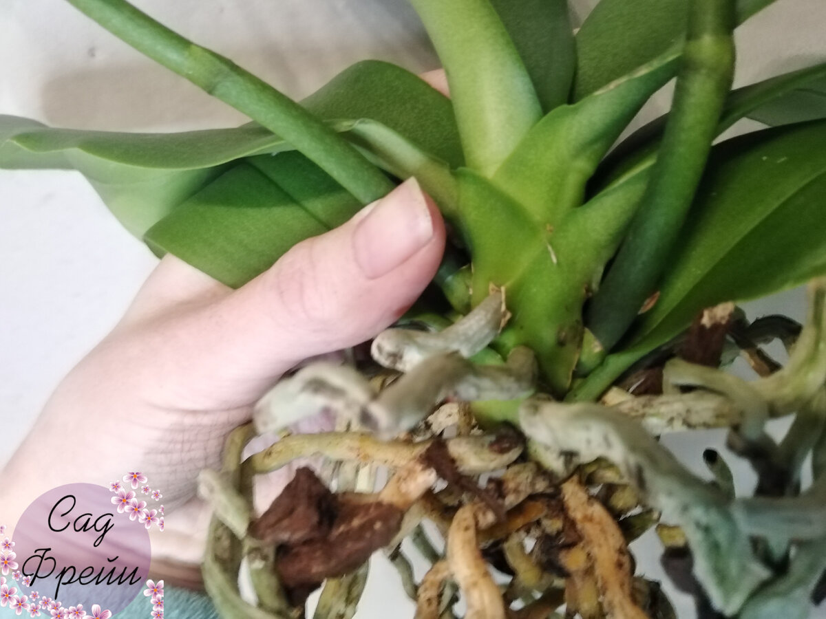 "Шея" фаленопсиса: нуждается в тщательном осмотре