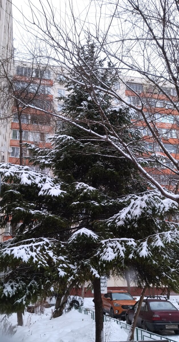 Декабрь. Снег идёт. Фото моё. 