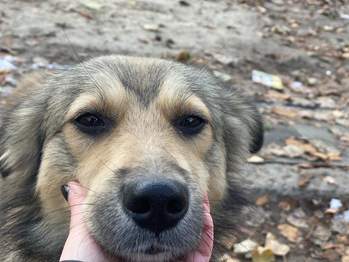 Минут собака. Девушка с таксой. Новошотландский ретривер. Собака воет как витас. Минут собака.