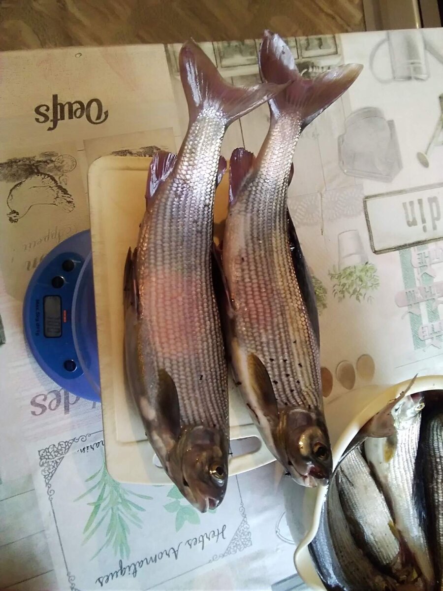 Красивые рыбки. Даже не рыбки, а рыбы.