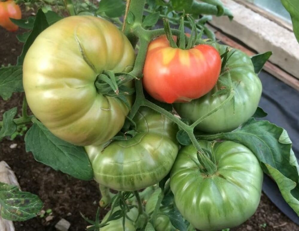 Семена томатов сибирский гроздевой. Перец квадро ред. Томат сибирские шаньги характеристика и описание. Томат сибирские шаньги характеристика и описание. Томат сибирские шаньги.