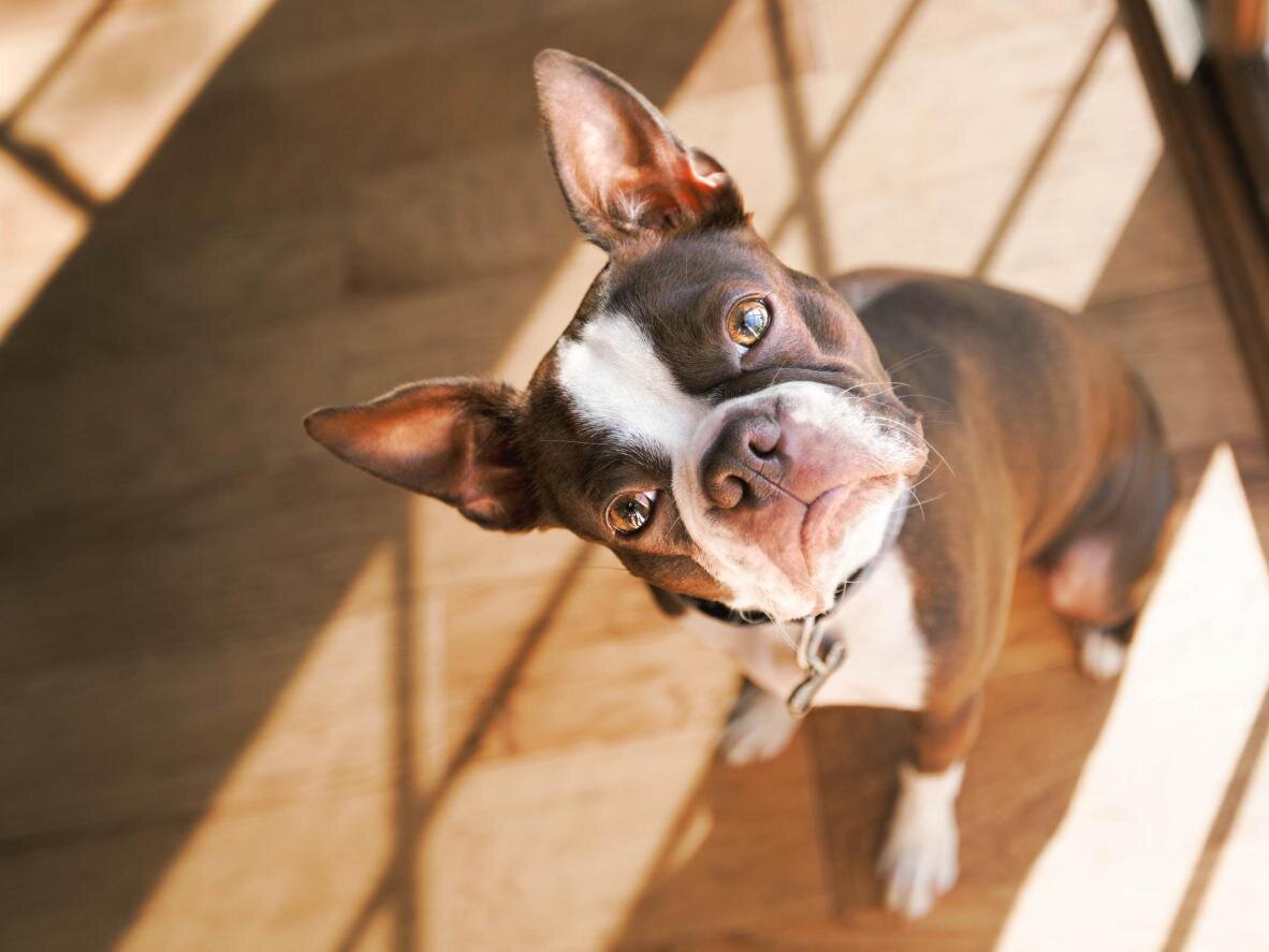 Собака наклоняет голову на бок.