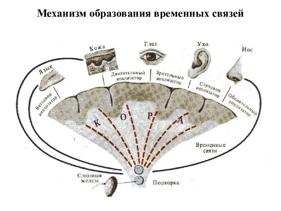 Формирование условного рефлекса схема