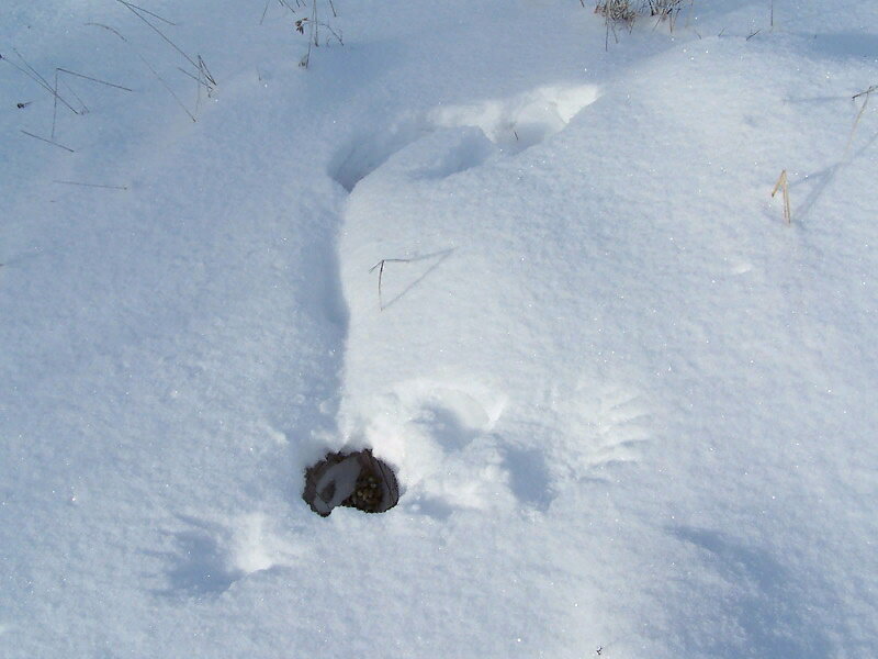 Лунки тетерева на снегу. Лунка глухаря. Охота на тетерева зимой на лунках. Куропатки под снегом. Где прячется зима