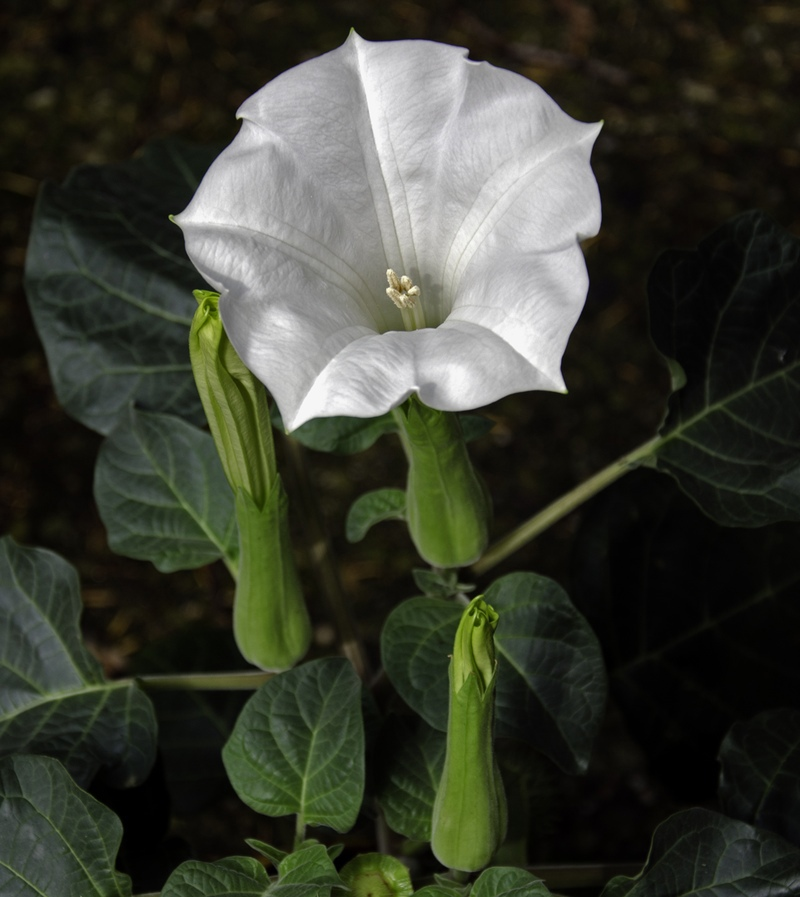 Фото дурман индийский цветок