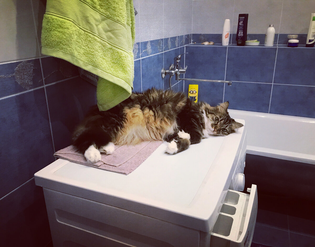 Сколько потенциальной кошачьей шерсти