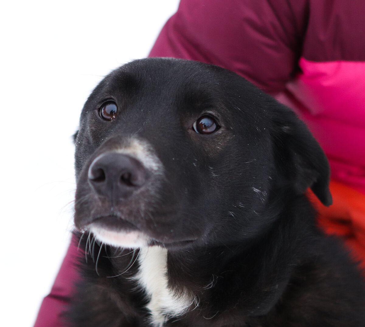 Завтра, завтра, всегда завтра — так проходит жизнь.