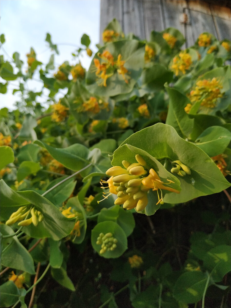 Жимолость Каприфоль сезон 2021