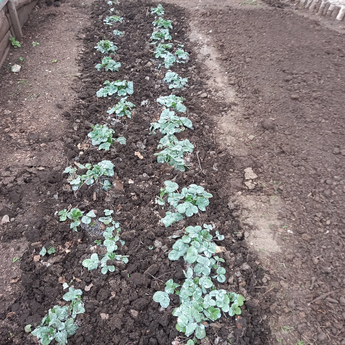 Это грядка-трехлетка. На листьях видно голубое опрыскивание