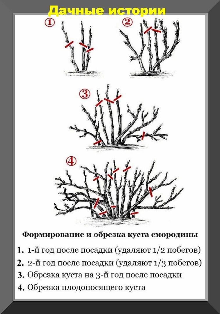 Волчки на смородине фото