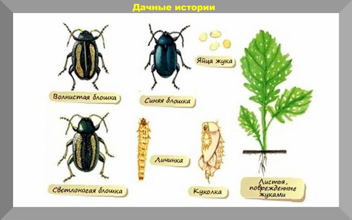 Надежная защита участка от белокрылки, майского жука, оленки мохнатой и  других вредителей | Дачные истории | Дзен