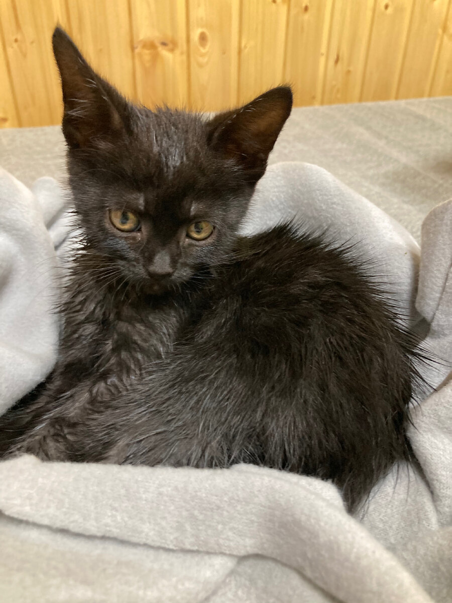 Малышка покупалась. Фото автора