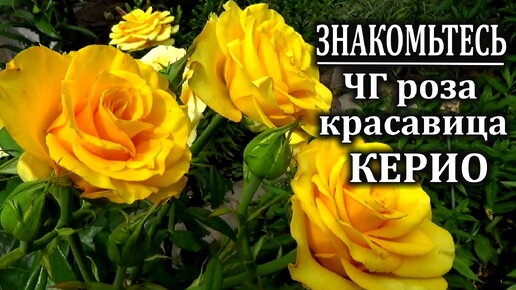 Красавица КЕРИО Чайно гибридная роза. Полный обзор Особенности цветения и обрезки