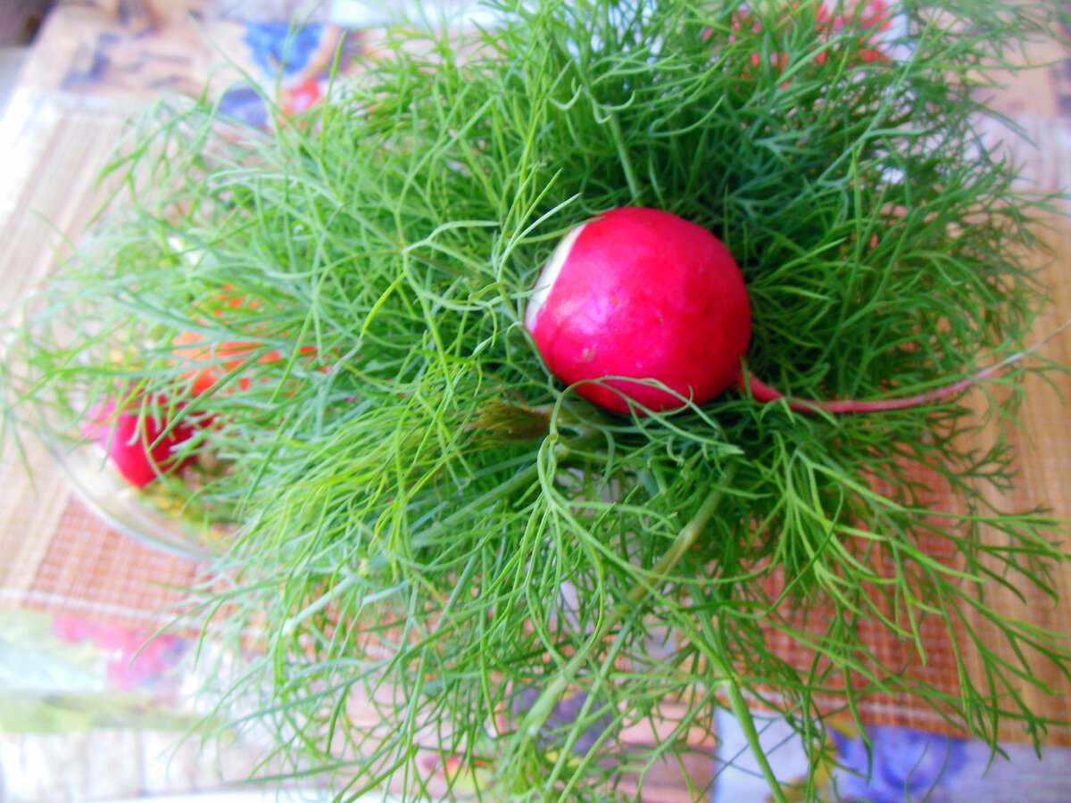 Чем богаты, тем и рады (фото автора)