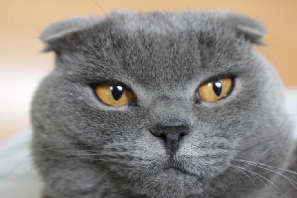 Тихон — куплен за 3 тыс. рублей в 2013-м году