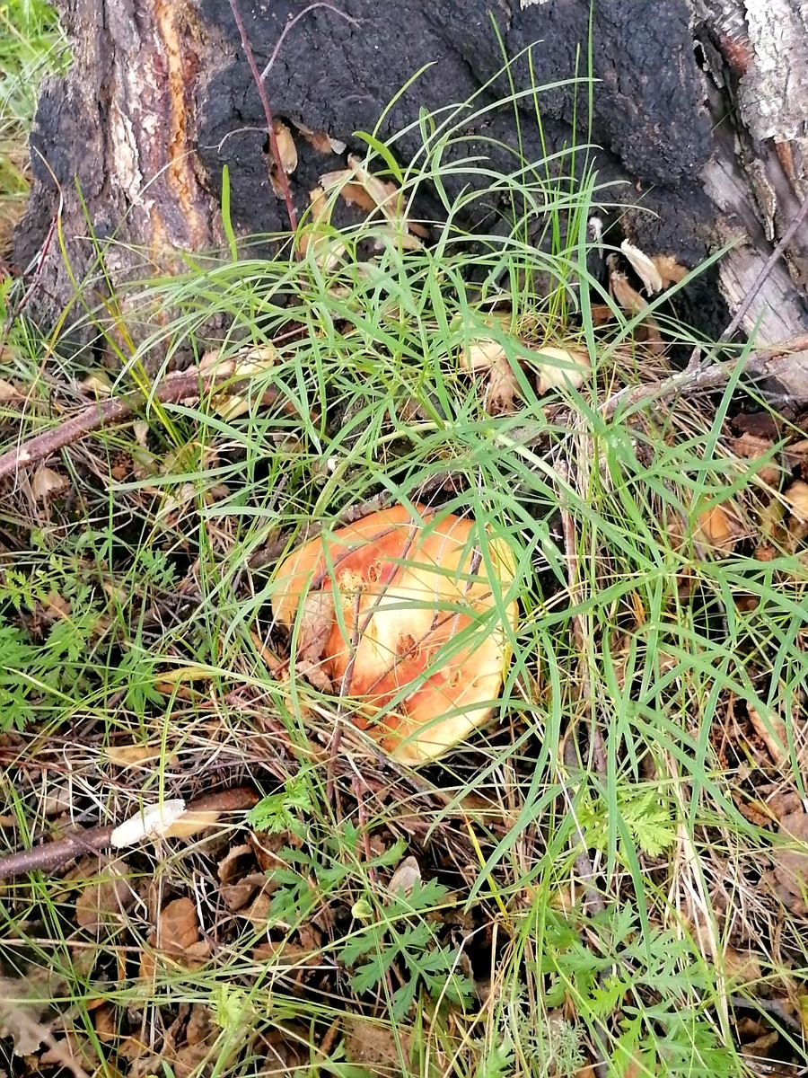 Гриб подберезовик, одна штука.