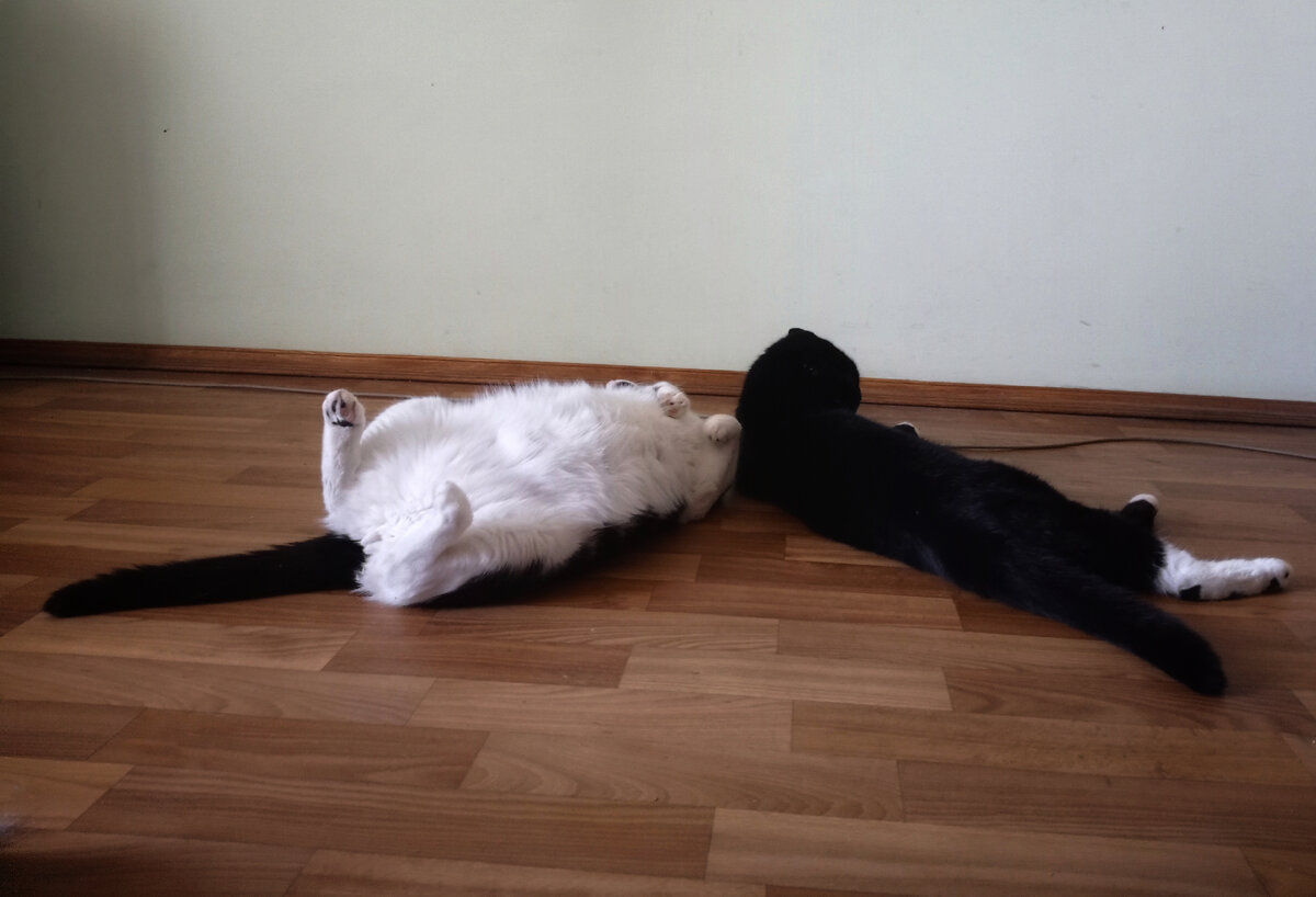 Геральт и Сурен отдыхают 