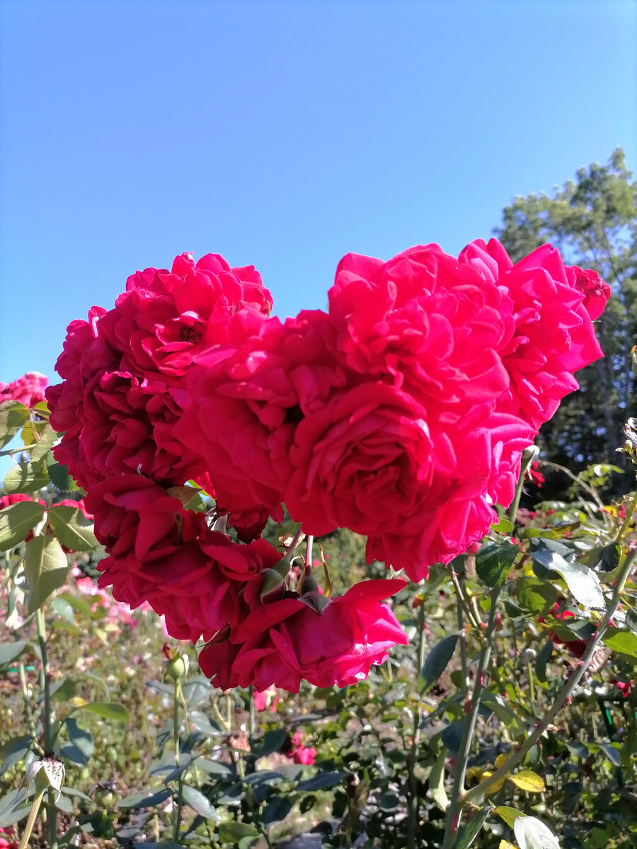 Розы, к сожалению, уже не пахнут-отцветают.. Но радуют бурным цветением