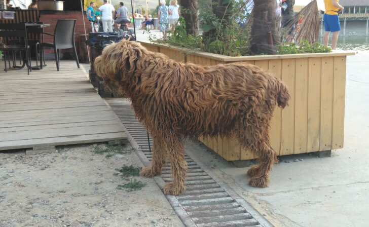    В Курске ещё одного ребенка покусала бездомная собака