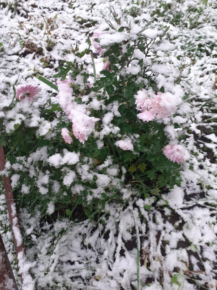 Последние цветы поздних хризантем