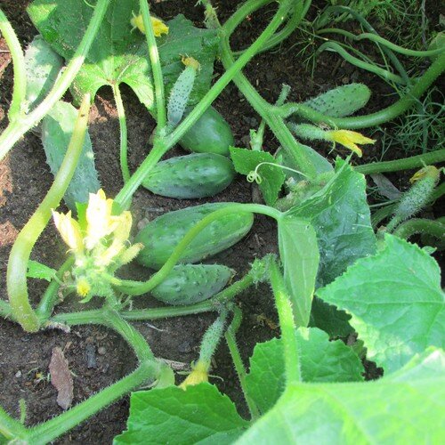 Огурцы в открытом грунте, под пленочным укрытием