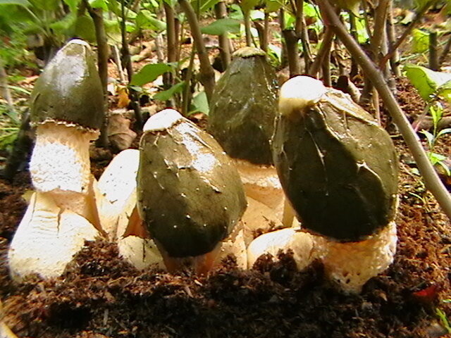 Phallus impudicus (var.pseudoduplicatus)