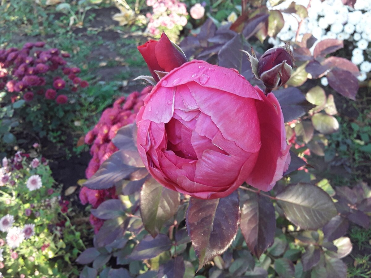 Роза флорибунда Gartenprinzessin Marie-Jose, поставщик "Вдохновение"