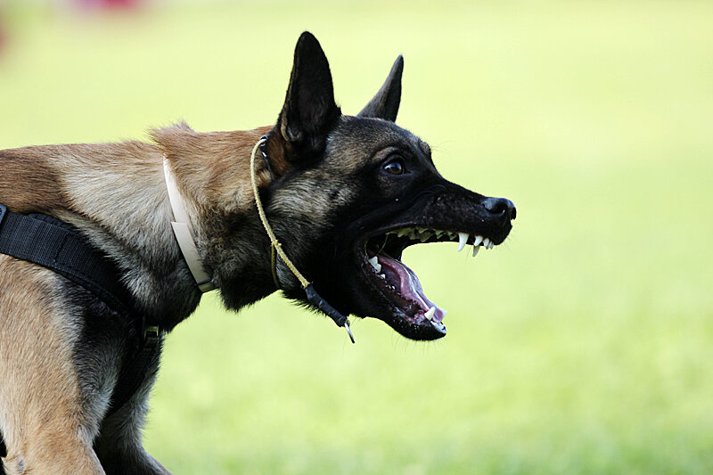 working-malinois.com
