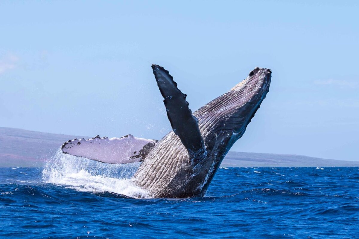 Whale. Кит Горбач. Синий кит Горбач. Горбатый кит на Баренцевом море. Горбач горбатый кит.