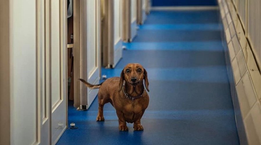 Такса в поезде // Фото: «Гранд Сервис Экспресс»