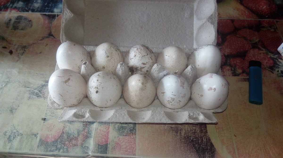 Инкубация индюшиных яиц по дням фото