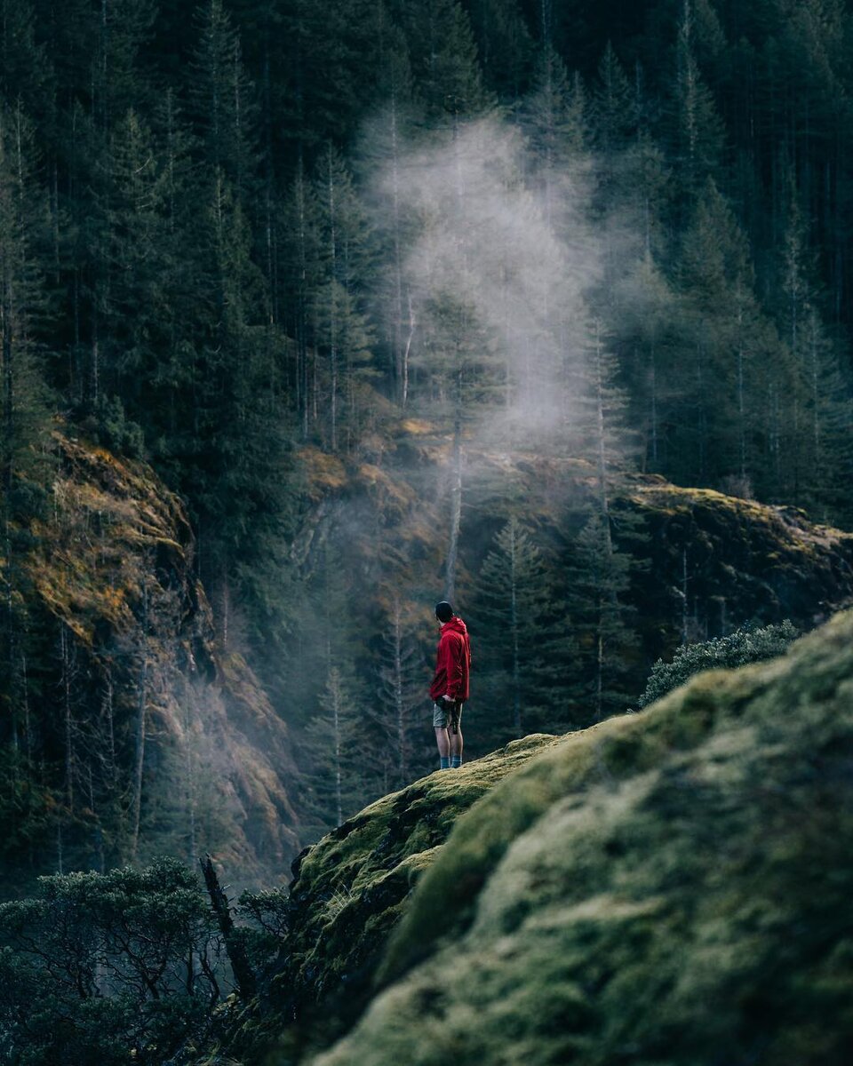 Forrest smith. Forrest smith. Зеленый немецкий лес. Forrest smith. Forrest smith.