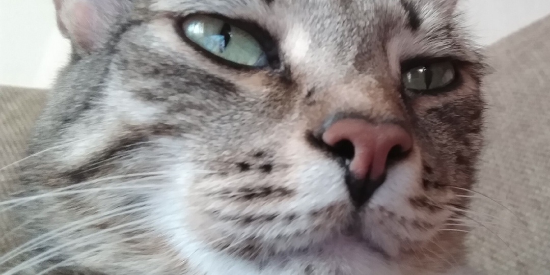 Котик, который плохо себя вел. Отрывок из моей книги "Назад в Эрдберрот".