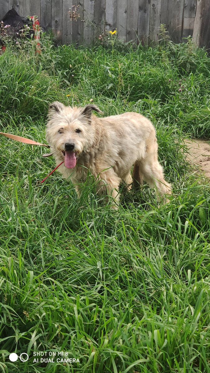 Очень любит гулять и громко лаять