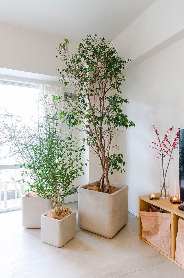 Бенджамина