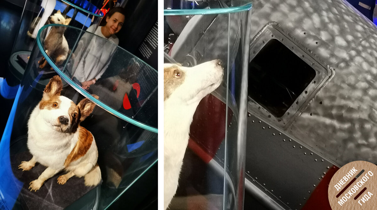 Чучела Белки и Стрелки в Музее космонавтики. Справа — подлинный катапультируемый контейнер, в котором они вернулись на Землю.