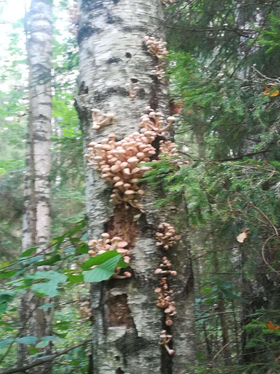 Фото ijeni. Сделано сегодня, в первый день новорождённой осени...